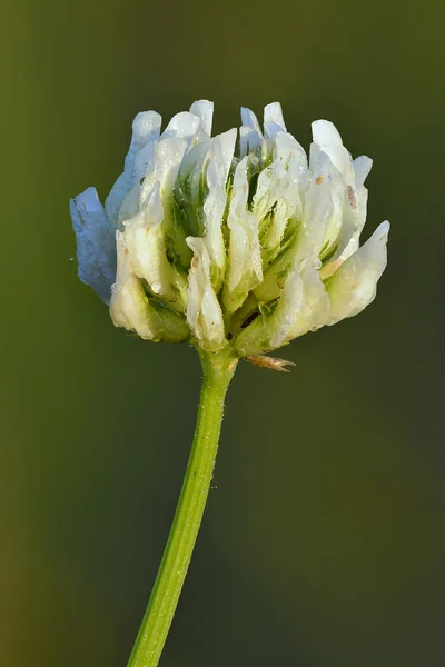 Trèfle blanc : tête de petites fleurs claires au sommet d’un pédoncule.