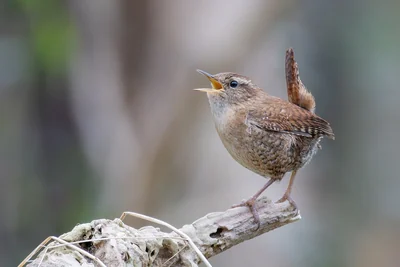 Troglodyte mignon perché sur une branche, bec ouvert et queue relevée.