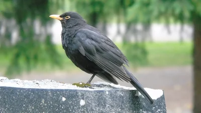 Merle noir mâle de profil sur un muret, plumage sombre, bec jaune orangé et cercle clair autour de l’œil.